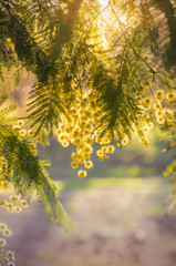 Mimosa au coucher du soleil.