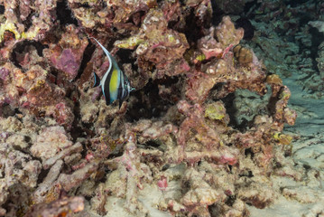 Fototapeta na wymiar Tropical fish in coral reef