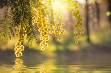 Mimosa au coucher du soleil avec reflets dans l'eau.
