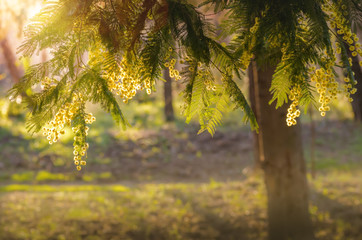 Mimosa au coucher du soleil.