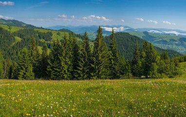 Meadow flowers and herbs bloom in the Carpathians against the backdrop of forests and mountains in the summer. Medicinal plant Arnica (Arnica montana) blooms in alpine meadow.