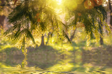 Mimosa au coucher du soleil avec reflets dans l'eau.