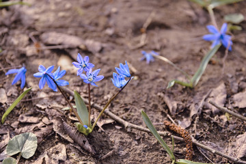 Squill, the first spring blue flowers on brown forest soil.