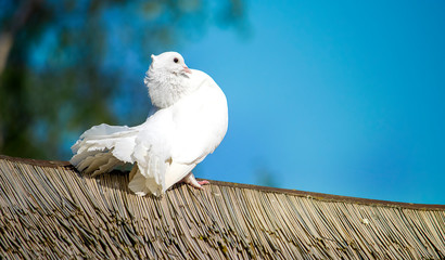 White dove sitting on a wooden roof © Zita Stankova