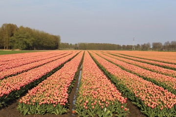beautiful symmetric bulb field with red tulips in the dutch countryside in spring