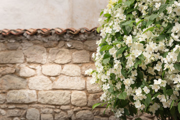 A blooming jasmine near the brick wall
