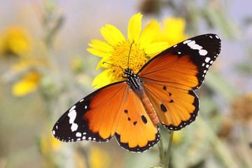 Plain Tiger AKA African Monarch Butterfly