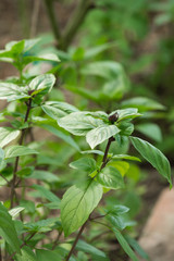 Basil plant with green leaves in a garden