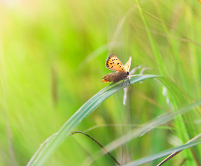 on a blade of grass sits a beautiful orange butterfly on a blurred light green background copy space