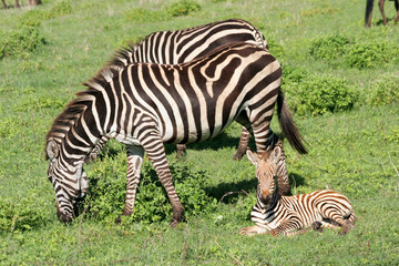 Fototapeta na wymiar Female Zebra and young calf