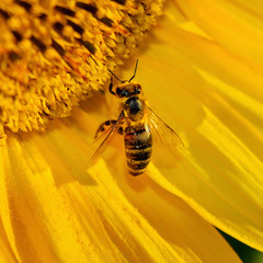 Honeybee collects nectar on the flowers of a sunflower