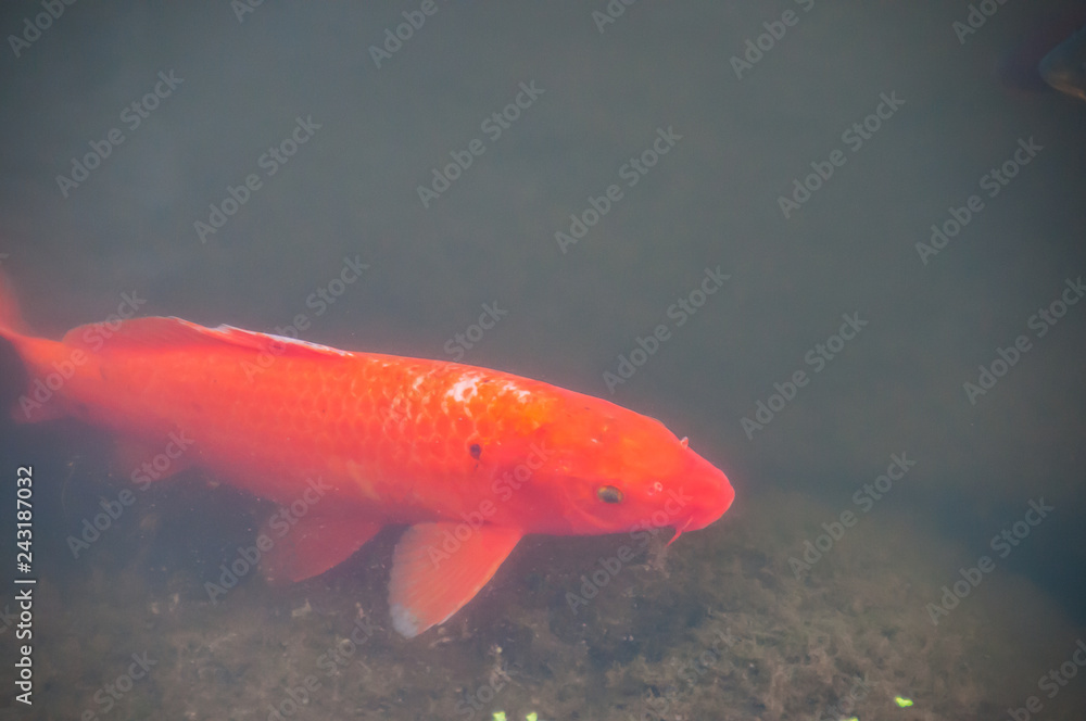 Wall mural red fishs in a river