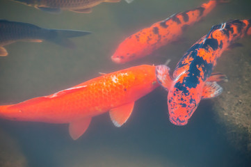 Obraz na płótnie Canvas Red fishs in a river 