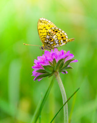 on a purple flower sits a beautiful yellow butterfly on a blurred background