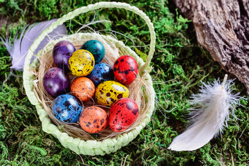 Easter painted quail eggs in a basket among grass and moss in light