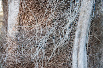 Texture and pattern on the trunk of a palm tree