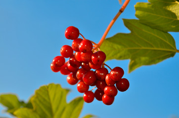 Red, ripe berries of viburnum ripened among the green leaves.