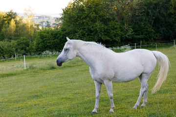white horse grazing in a spring grass meadow pasture on farm, rural countryside scene