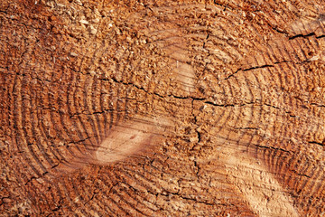 Slice of wood timber as natural background