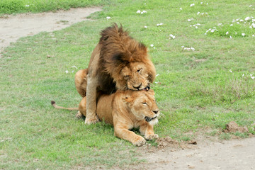 Lion and lioness mating