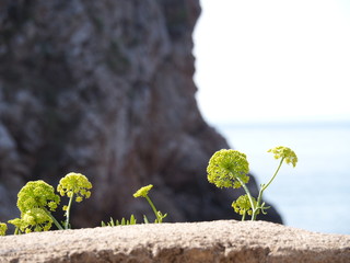 Blume vor Klippe