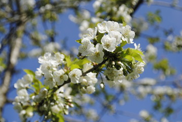 blooming cherry tree in spring