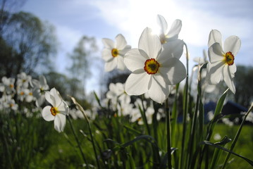 white flowers and blue skies
