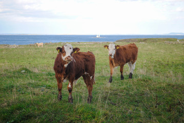 cows on a pasture