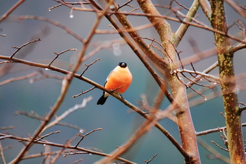 red bird on a branch