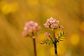 flowers on a green background
