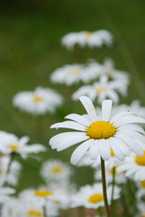 daisies in a field