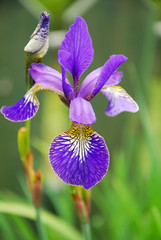 iris flower in garden