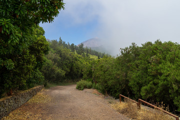Fototapeta na wymiar Forest road in the neighborhood of the small town of La Orotava. Through the clouds visible top of the volcano Teide. Tenerife. Canary Islands. Spain.