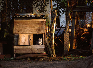 cat in a dog's hut