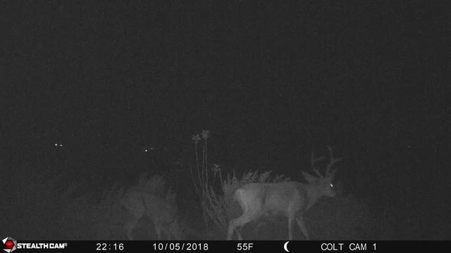 Blacktail Deer