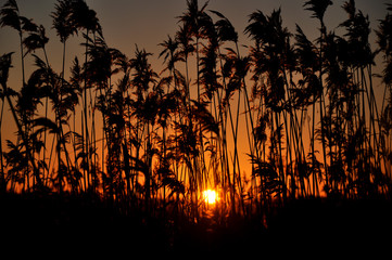 Sunset from behind the lake reeds