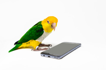 A bird is standing front of a cellphone