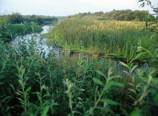 Narew river, water trail, Narew National Park, Poland