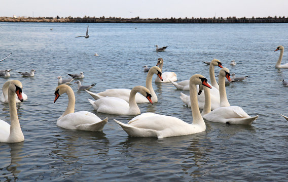 Лебеди и чайки в Чёрном море, Варна (Болгария) 