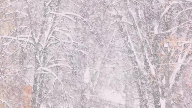 Snowy forest background. Winter forest landscape background during blizzard. Beautiful winter scenery.