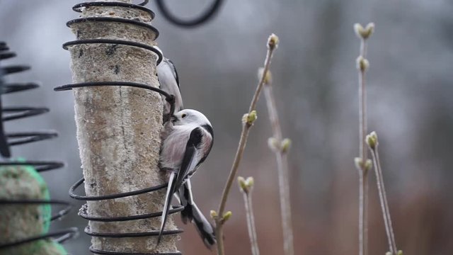 Bird feeding