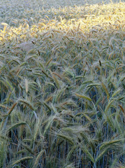 field of rye