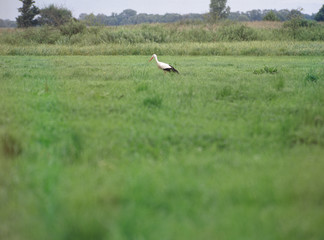 Obraz na płótnie Canvas stork, Narew National Park, Podlasie, Poland