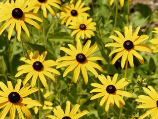 Rudbeckia hirta - Grandes fleurs de Rudbeckies hérissées ou rudbeckies tardives aux capitules jaune doré avec au centre une protubérance noir ou marron foncé