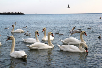 Лебеди и чайки в Чёрном море, Варна (Болгария)  © dinar12
