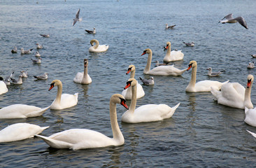 Лебеди и чайки в Чёрном море, Варна (Болгария) 