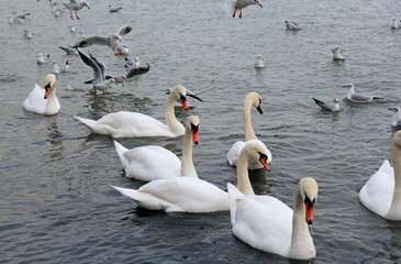 Obraz premium Łabędzie i mewy na Morzu Czarnym, Warna (Bułgaria)