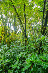 Vegetation of Hawaii