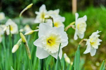 Yellow daffodils flower beds, first spring flowers in the garden