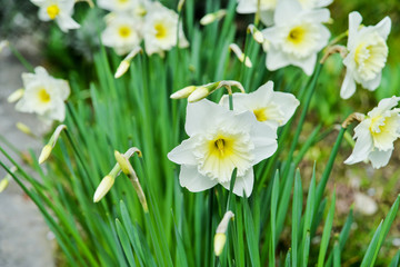 Yellow daffodils flower beds, first spring flowers in the garden
